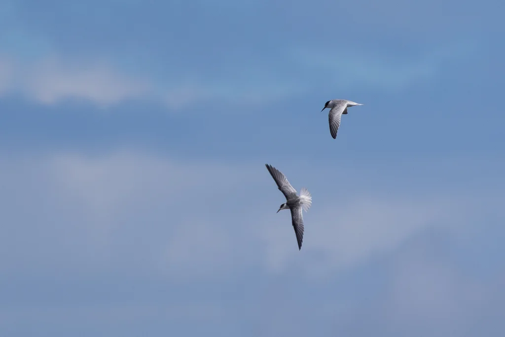 白额燕鸥(Sternula albifrons)