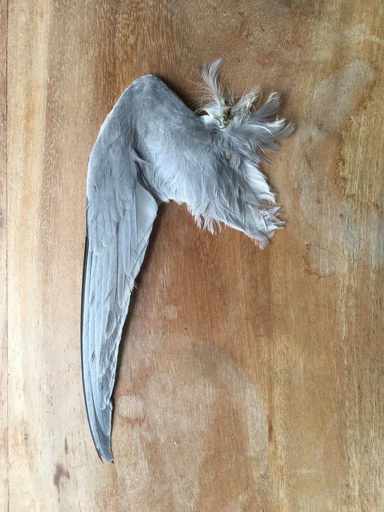 白额燕鸥(Sternula albifrons)