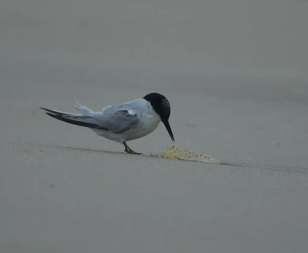 西非燕鸥(Sternula balaenarum)