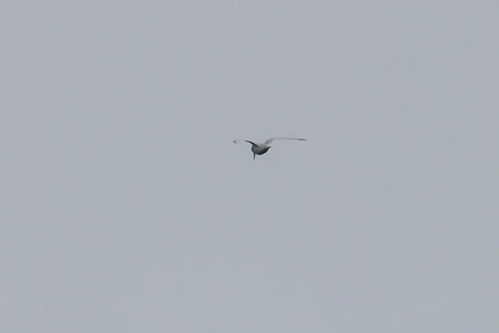 西非燕鸥(Sternula balaenarum)