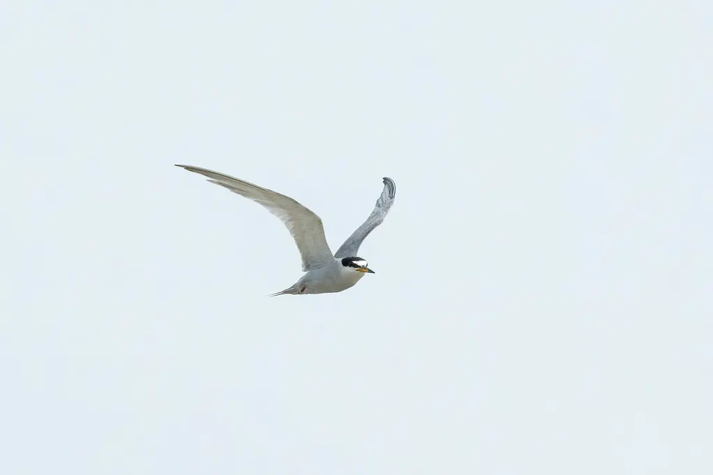 秘鲁燕鸥(Sternula lorata)