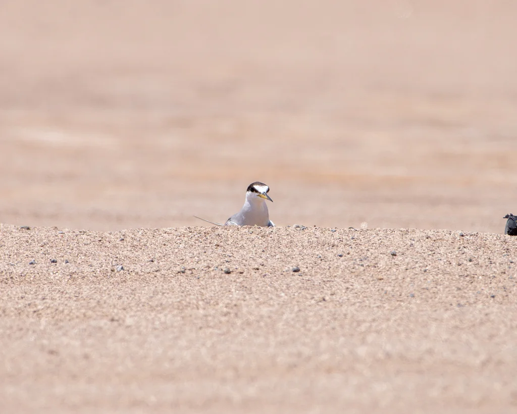 秘鲁燕鸥(Sternula lorata)