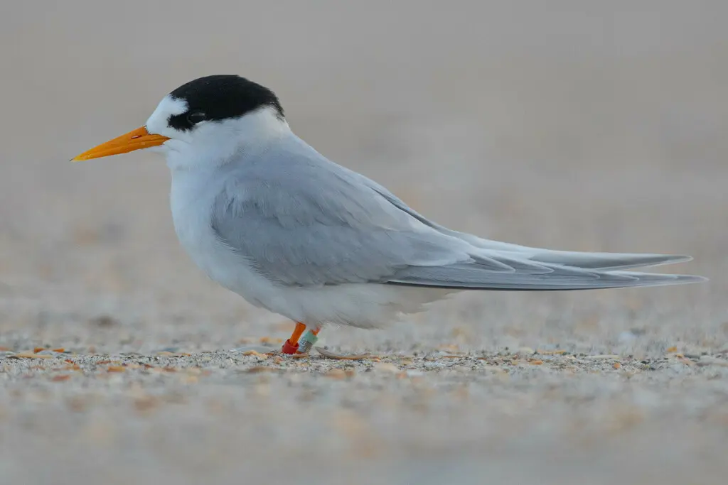 眼斑燕鸥(Sternula nereis)