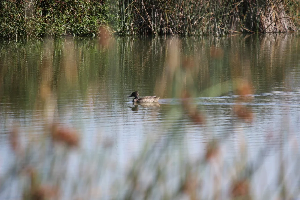 澳洲斑鸭(Stictonetta naevosa)