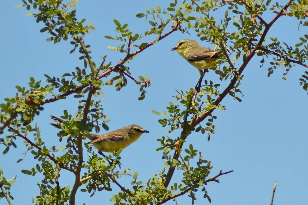大霸鹟（Stigmatura budytoides）