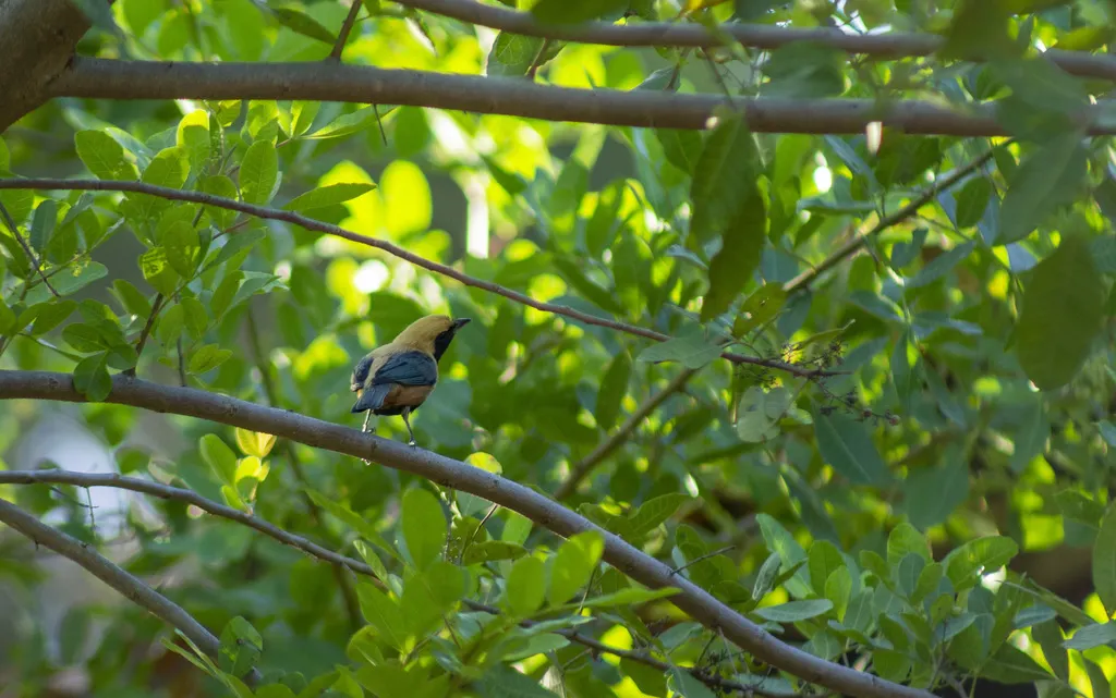 亮黄靓唐纳雀(Stilpnia cayana)