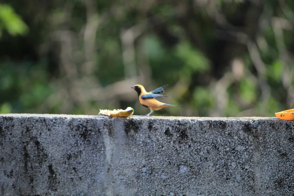 亮黄靓唐纳雀(Stilpnia cayana)
