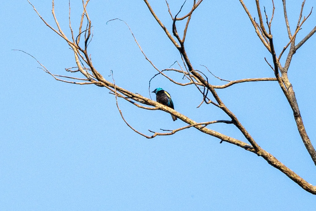蓝颈靓唐纳雀（Stilpnia cyanicollis）