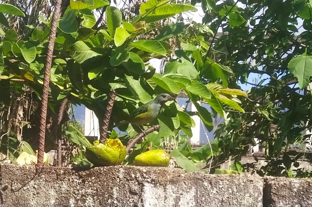 黑头靓唐纳雀(Stilpnia cyanoptera)