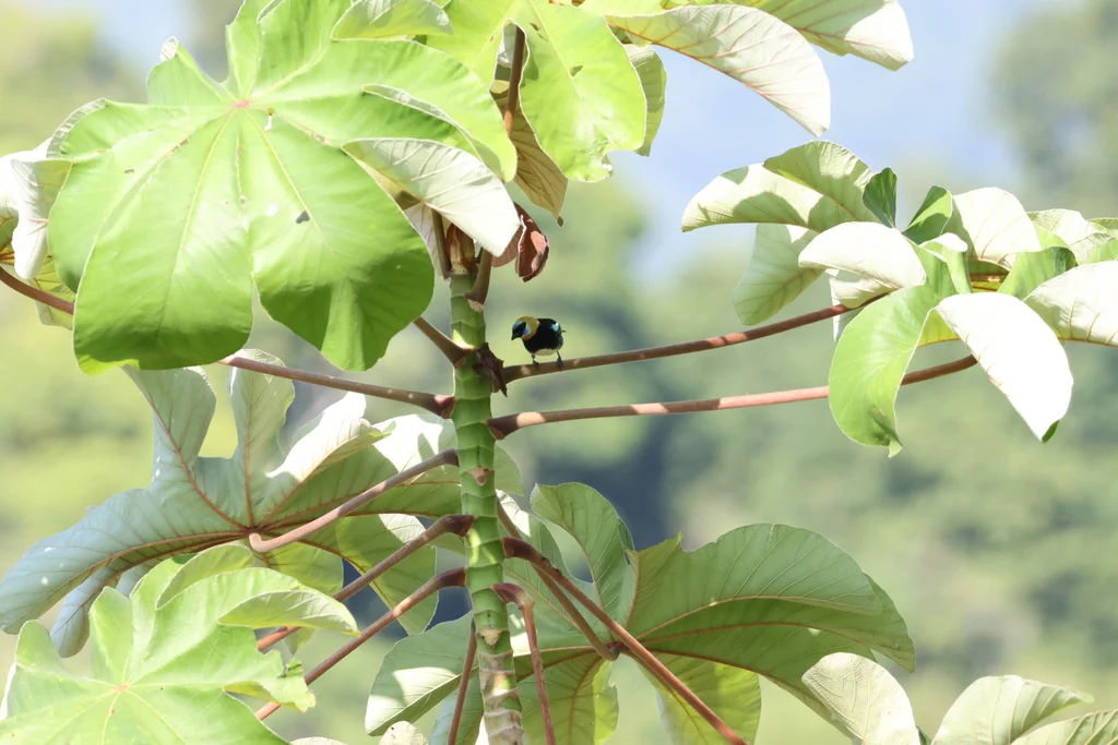 金头靓唐纳雀(Stilpnia larvata)