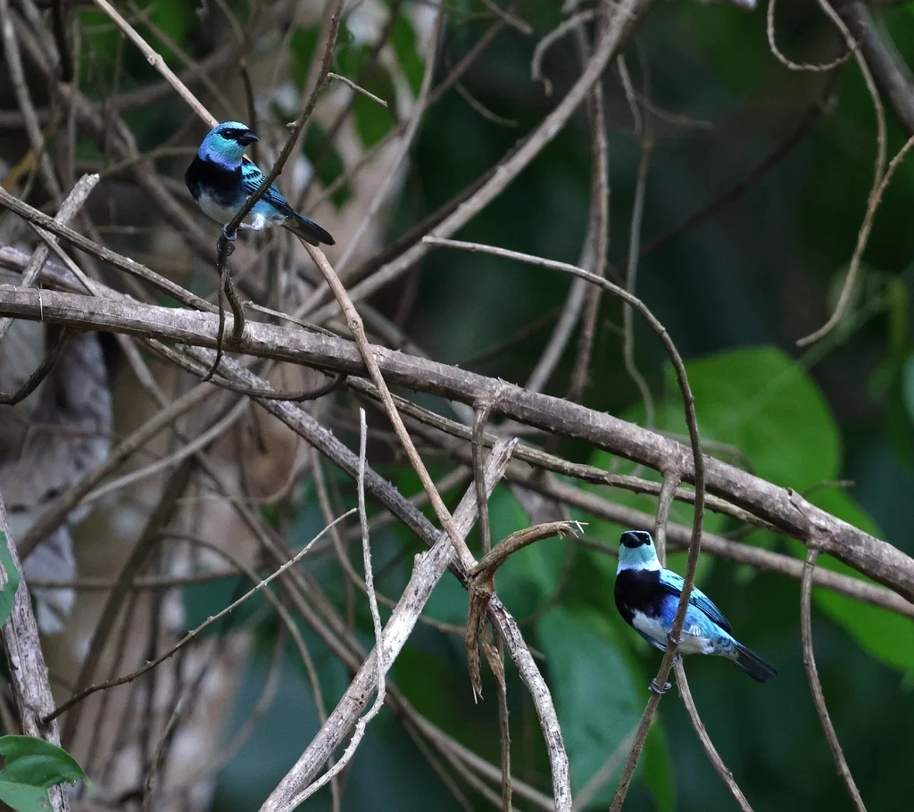 花脸靓唐纳雀(Stilpnia nigrocincta)
