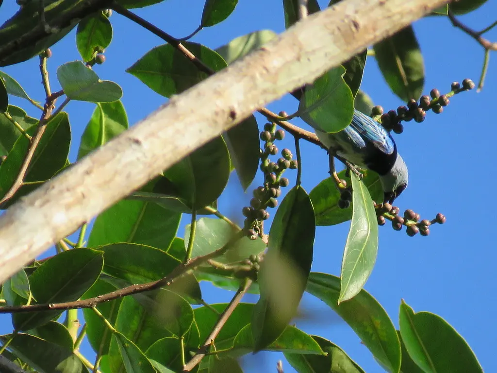 花脸靓唐纳雀(Stilpnia nigrocincta)