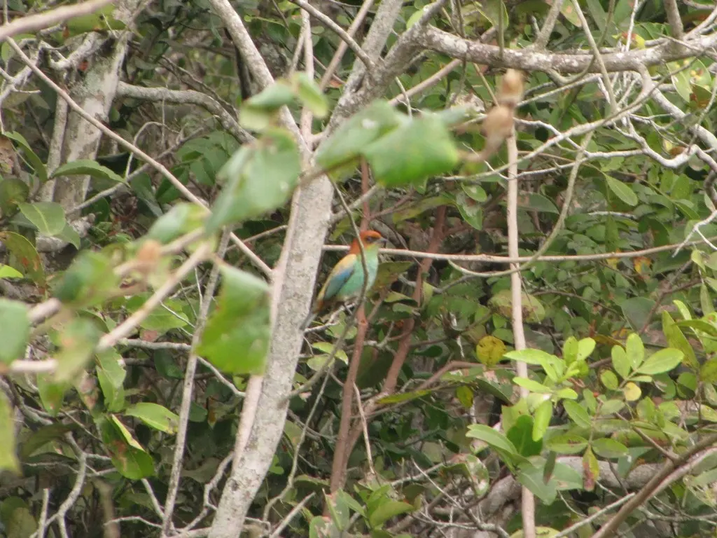 黑背靓唐纳雀(Stilpnia peruviana)