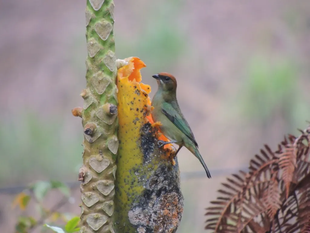 栗背靓唐纳雀(Stilpnia preciosa)