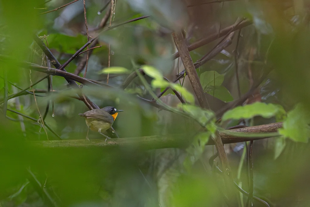 黄胸林鸲(Stiphrornis mabirae)