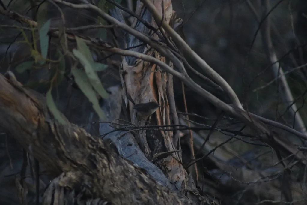 马里帚尾鹩莺(Stipiturus mallee)