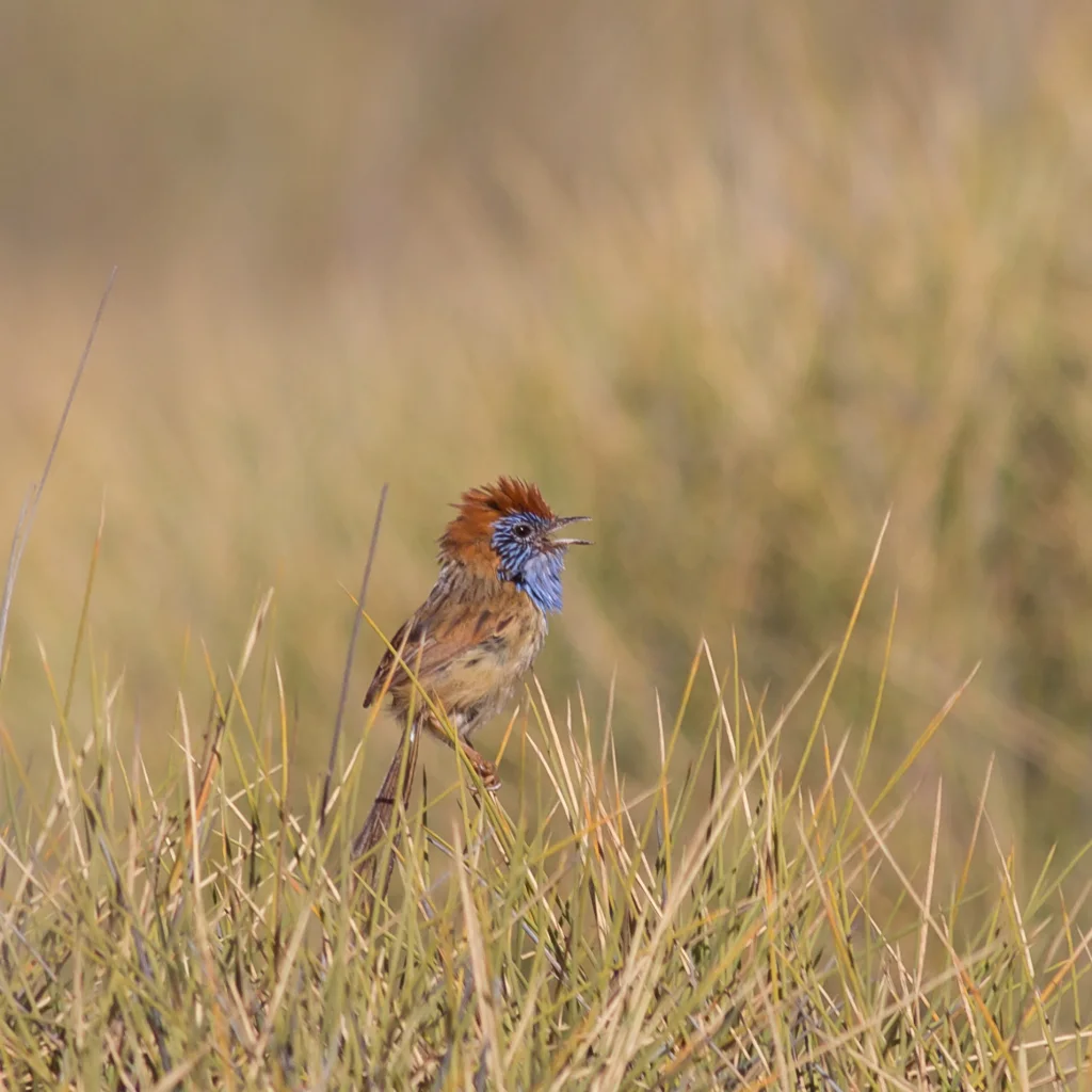 棕帚尾鹩莺(Stipiturus ruficeps)