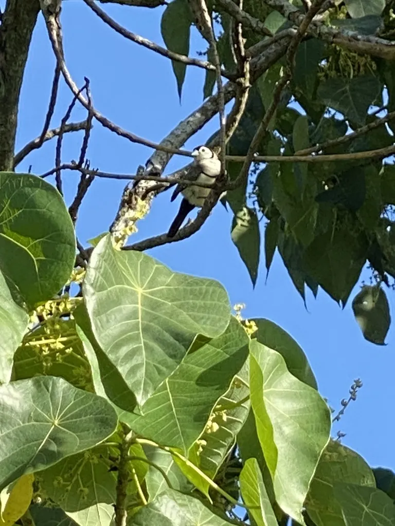 双斑草雀(Stizoptera bichenovii)