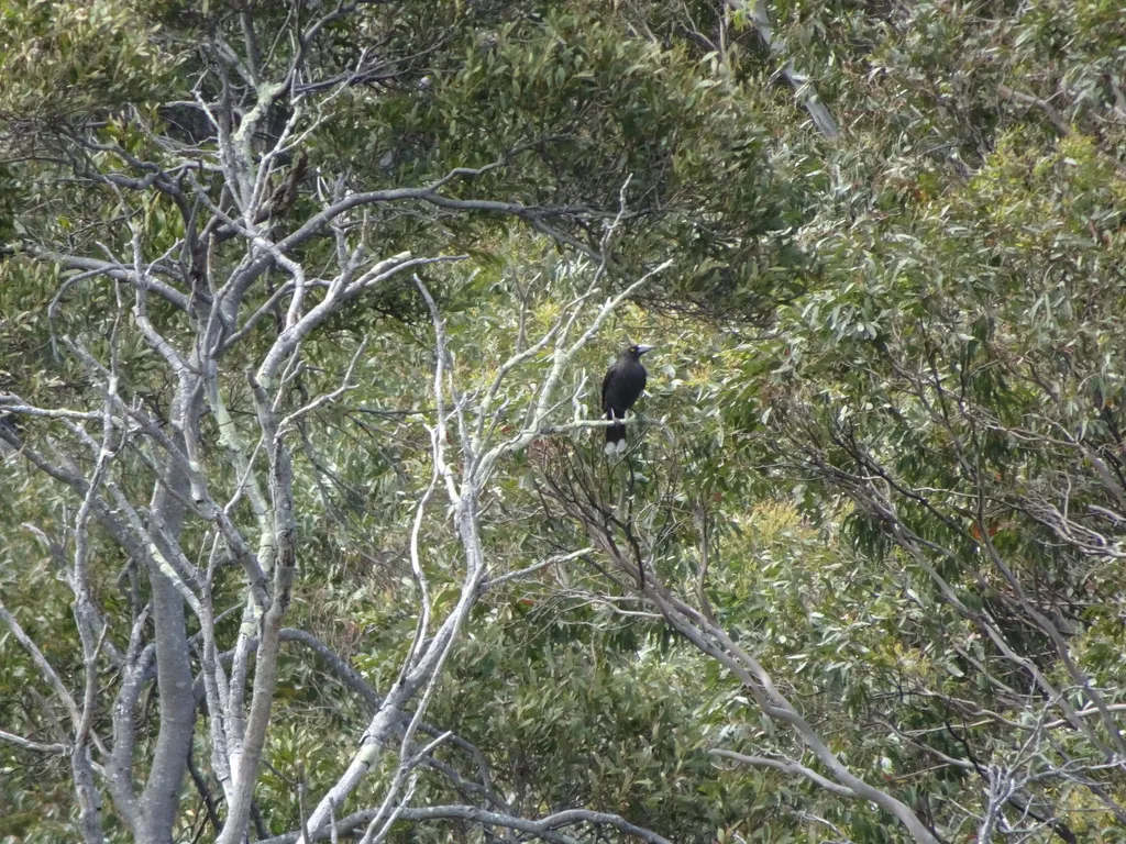 黑噪钟鹊(Strepera fuliginosa)