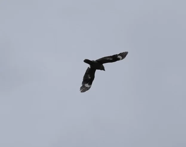 灰噪钟鹊(Strepera versicolor)