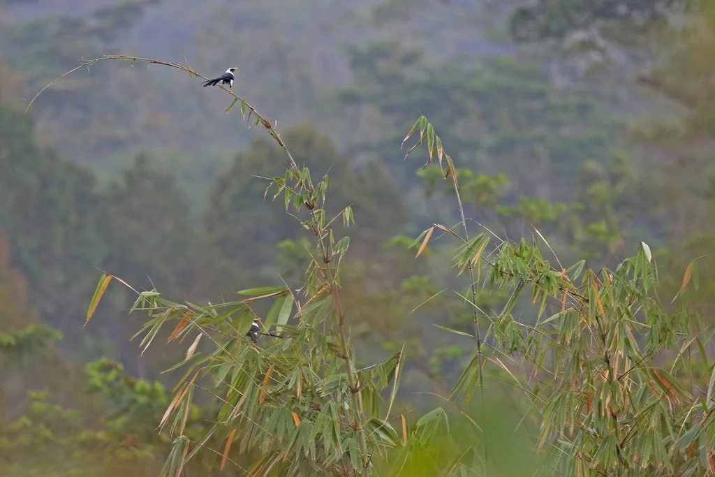 裸眼鹊椋鸟(Streptocitta albertinae)