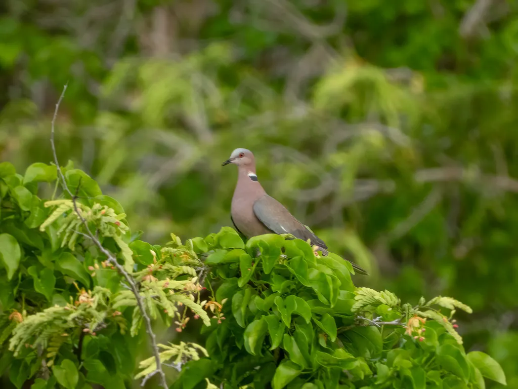 爪哇斑鸠(Streptopelia bitorquata)