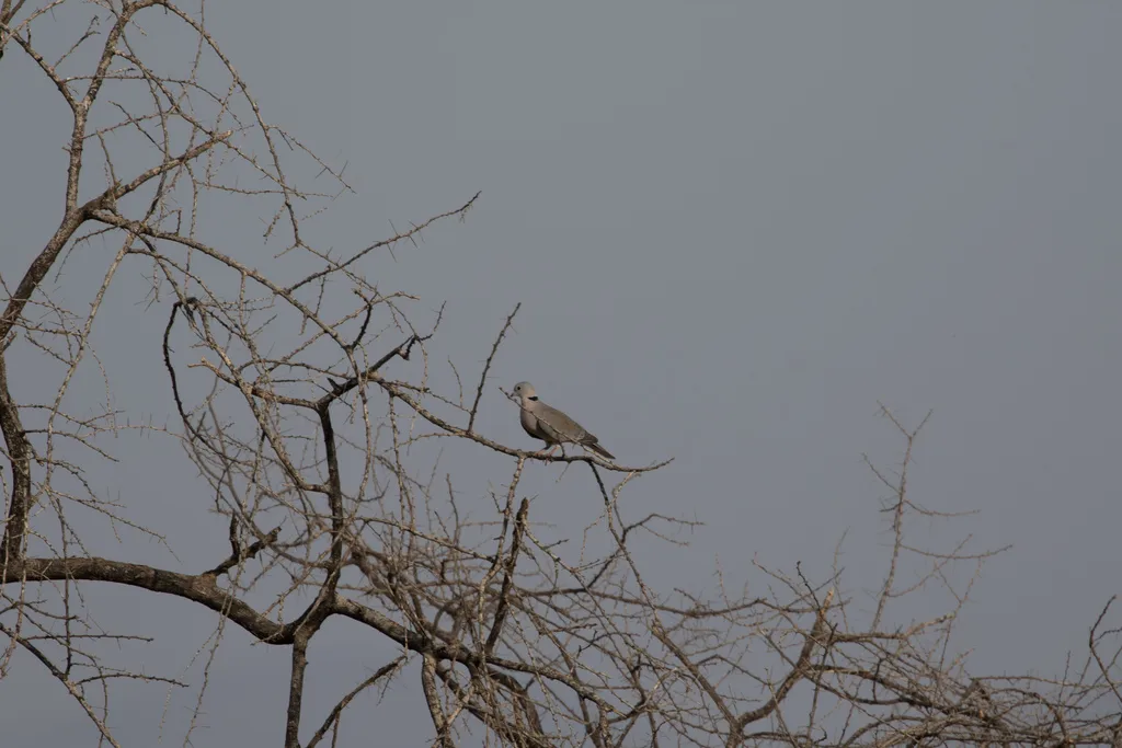 环颈斑鸠(Streptopelia capicola)