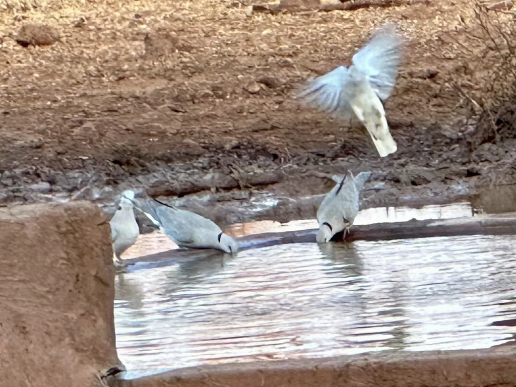 环颈斑鸠(Streptopelia capicola)