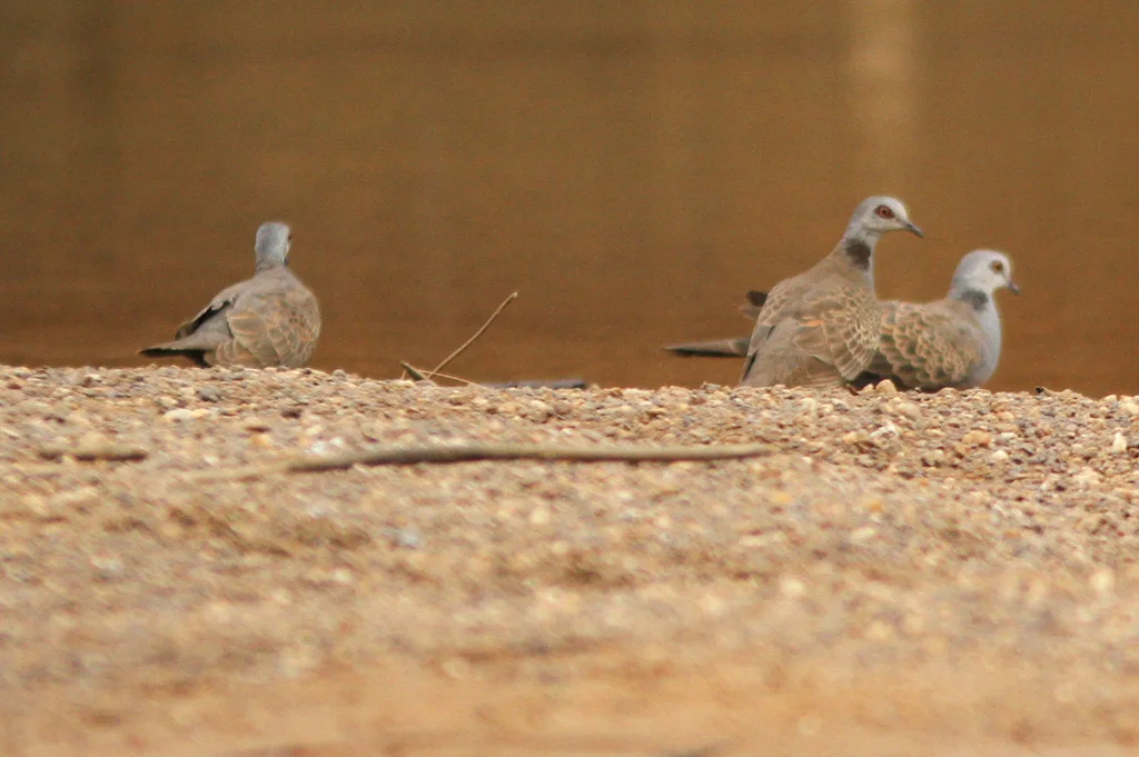 喀麦隆斑鸠(Streptopelia hypopyrrha)