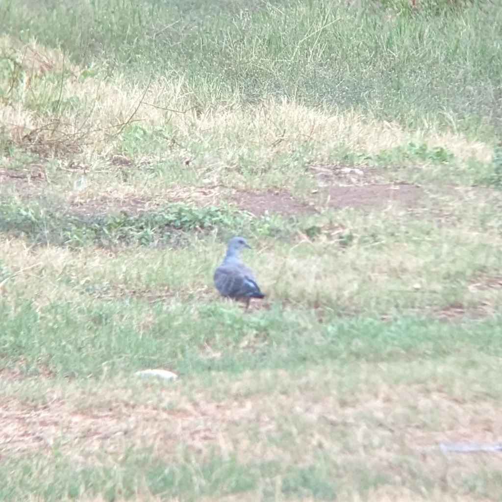 喀麦隆斑鸠(Streptopelia hypopyrrha)