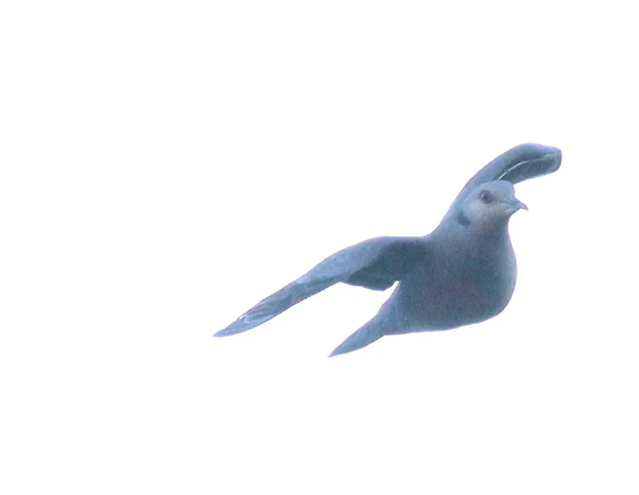 粉胸斑鸠(Streptopelia lugens)