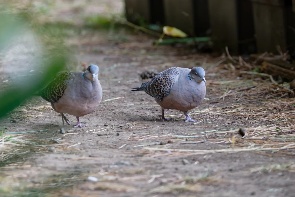 山斑鸠(Streptopelia orientalis)