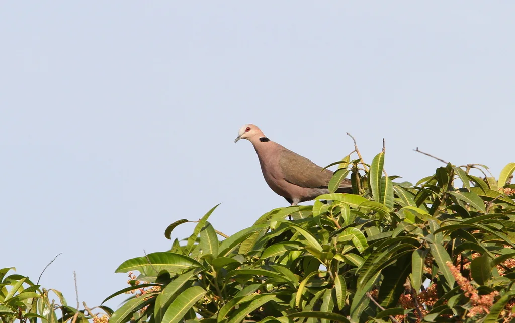 红眼斑鸠(Streptopelia semitorquata)
