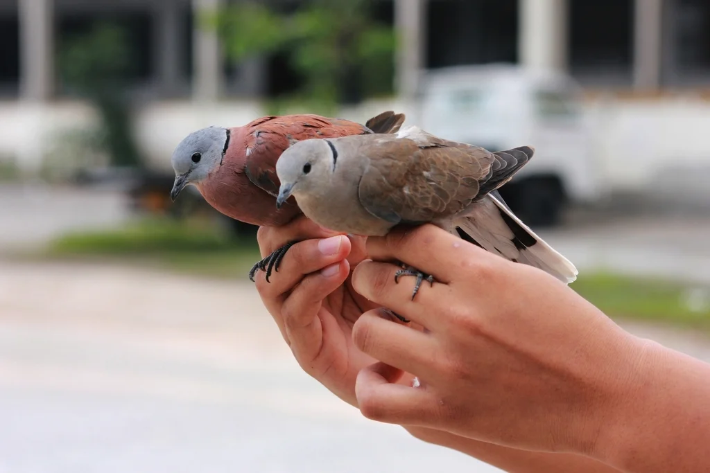 火斑鸠(Streptopelia tranquebarica)
