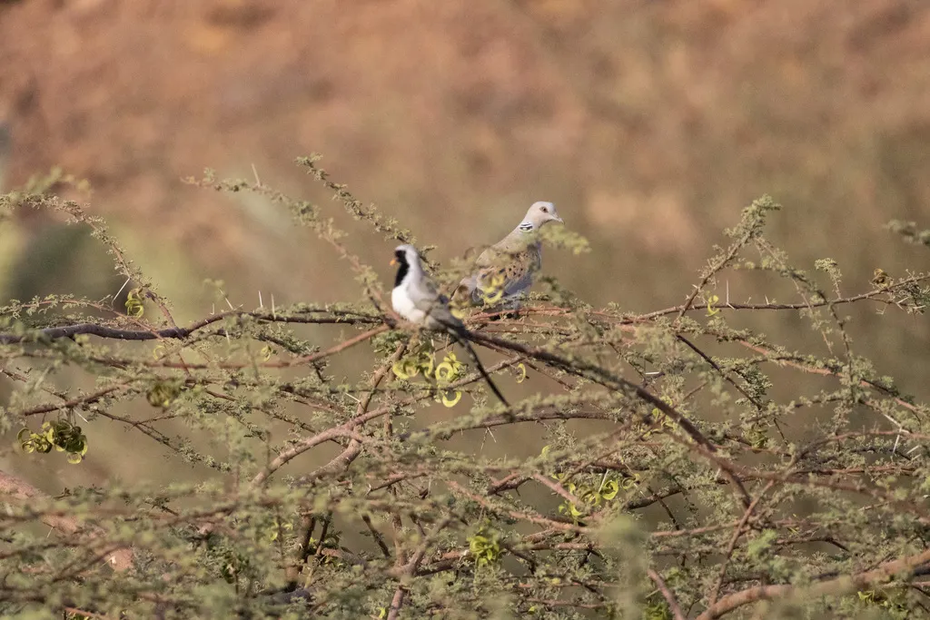 欧斑鸠(Streptopelia turtur)