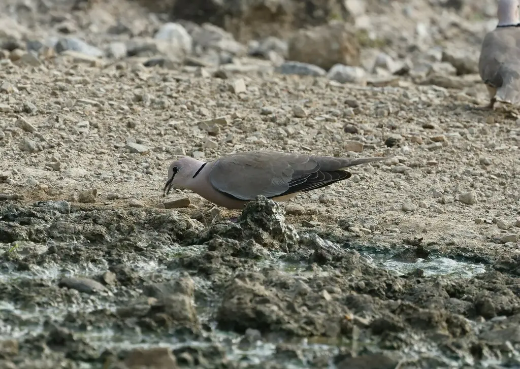 酒红斑鸠(Streptopelia vinacea)