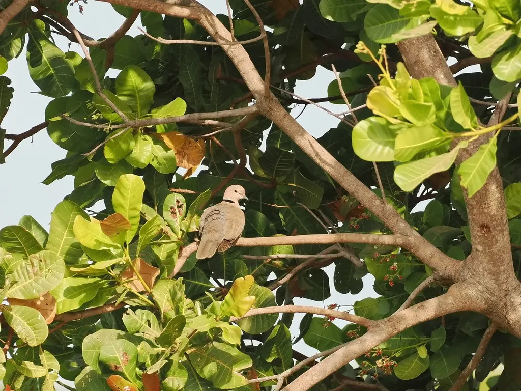 酒红斑鸠(Streptopelia vinacea)