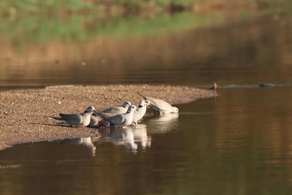酒红斑鸠(Streptopelia vinacea)