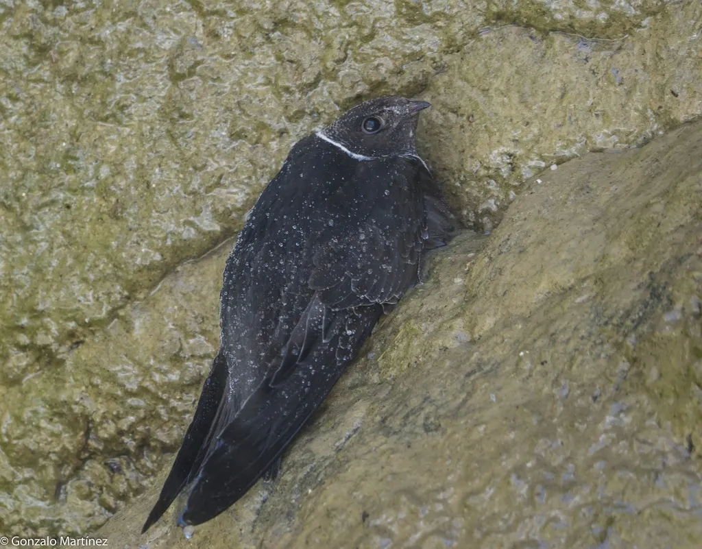 白领黑雨燕(Streptoprocne zonaris)