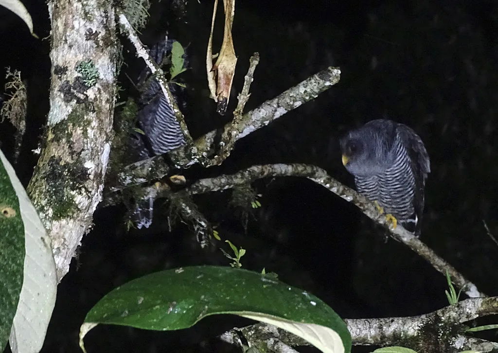 黑斑林鸮(Strix huhula)
