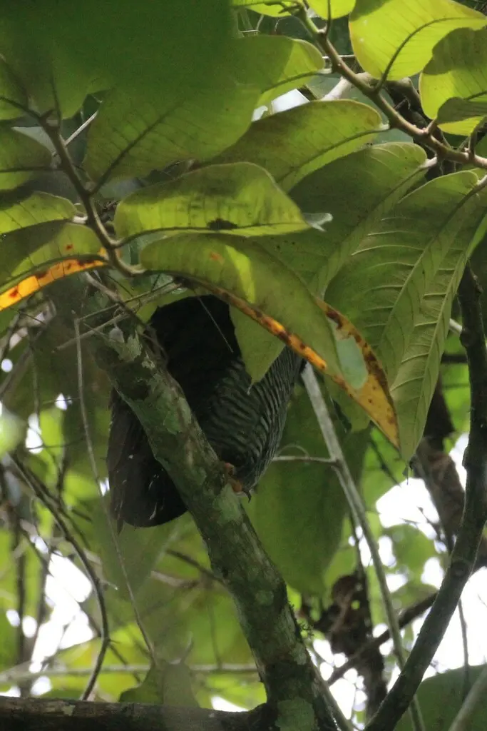 斑眉林鸮(Strix nigrolineata)