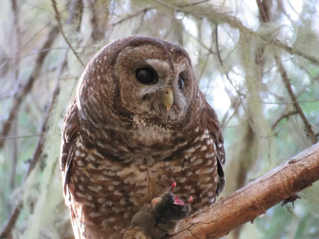 斑林鸮(Strix occidentalis)
