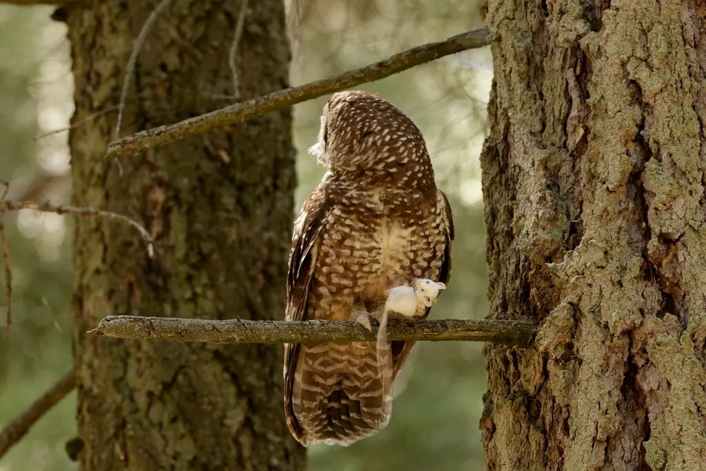 斑林鸮(Strix occidentalis)