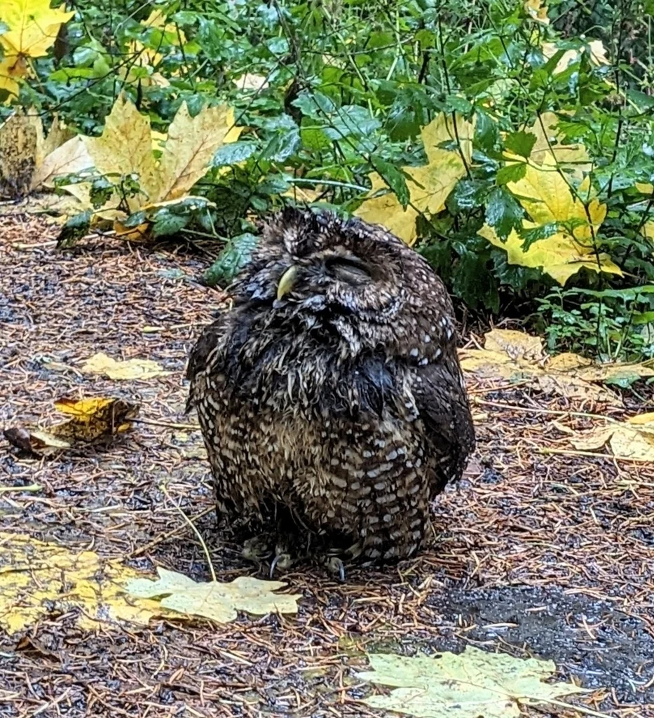 斑林鸮(Strix occidentalis)