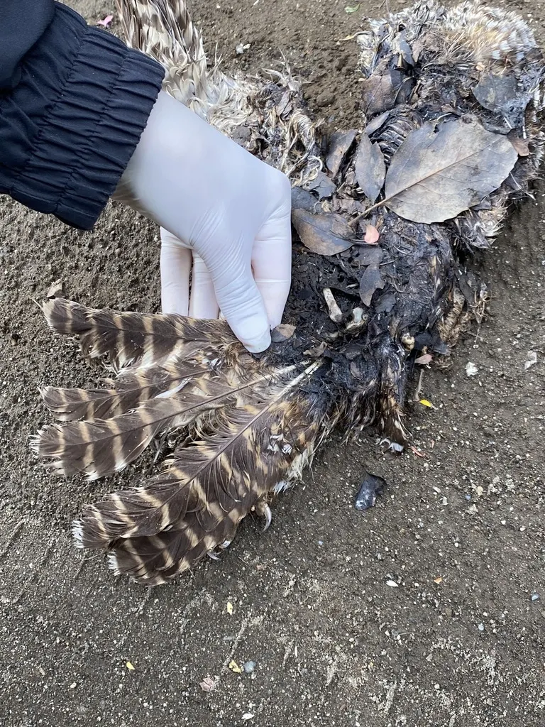 棕斑林鸮(Strix rufipes)