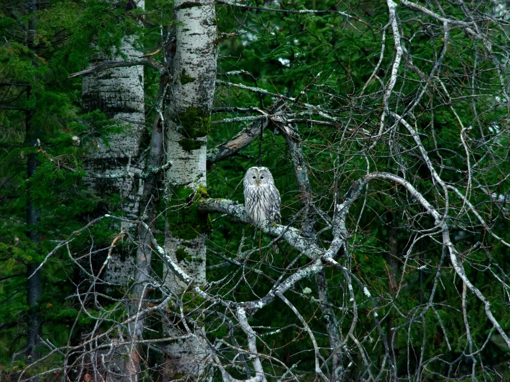 长尾林鸮(Strix uralensis)