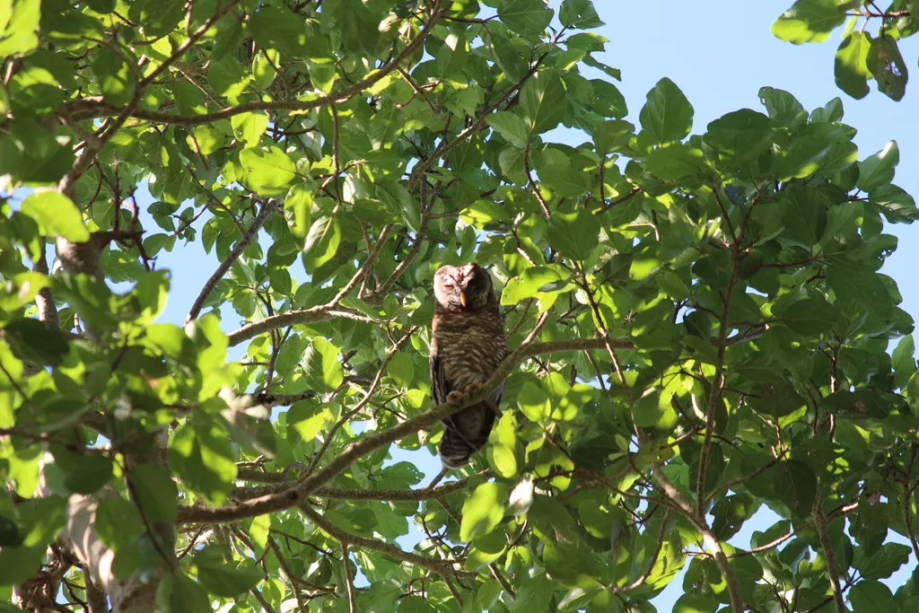 非洲林鸮(Strix woodfordii)