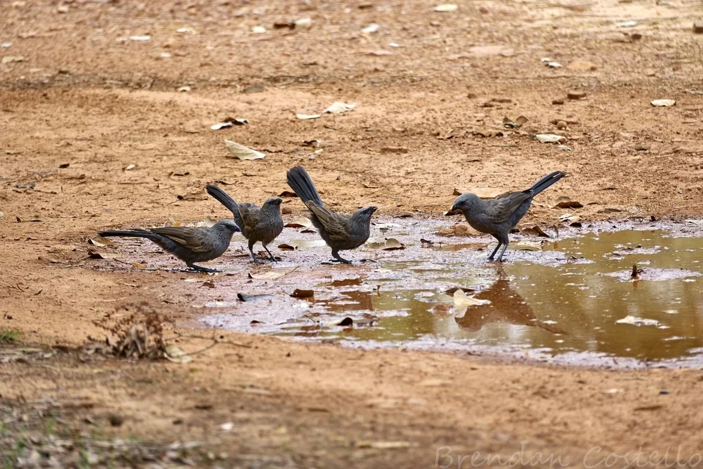 灰短嘴澳鸦(Struthidea cinerea)