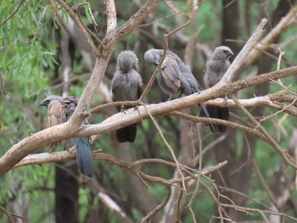 灰短嘴澳鸦(Struthidea cinerea)