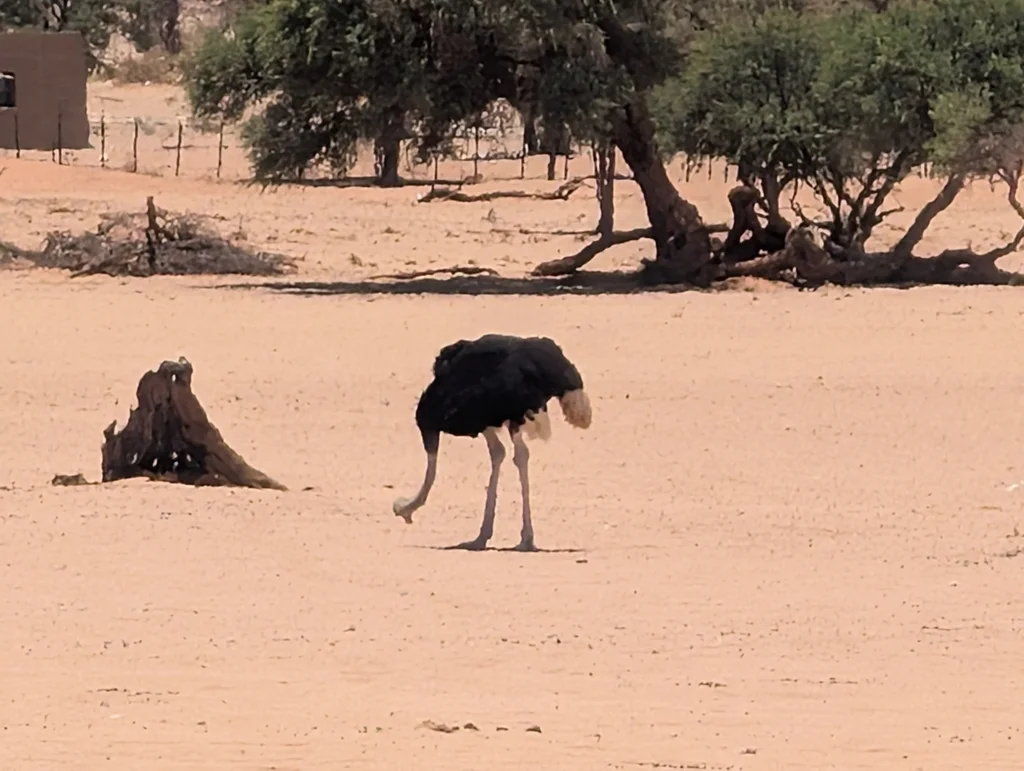 非洲鸵鸟(Struthio camelus)